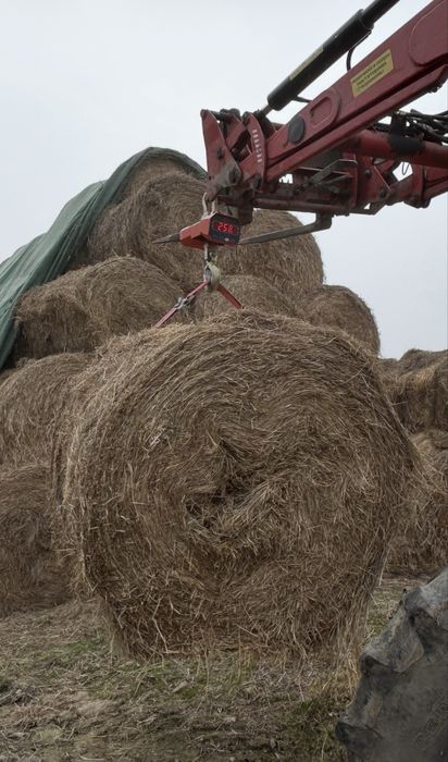 Siano bele 120 /330szt