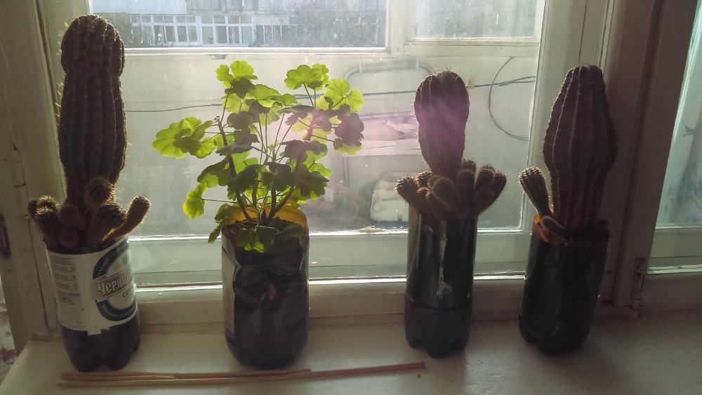 Продаются кактусы комнатные, цветущие.