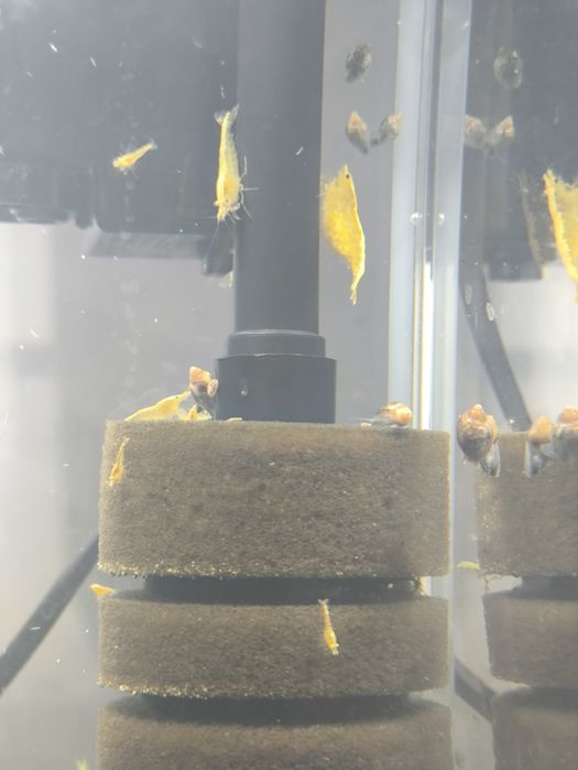 Krewetki Neocaridian yellow