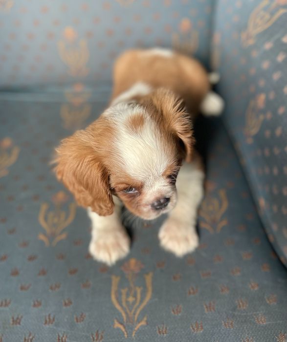 Cavalier king charles spaniel