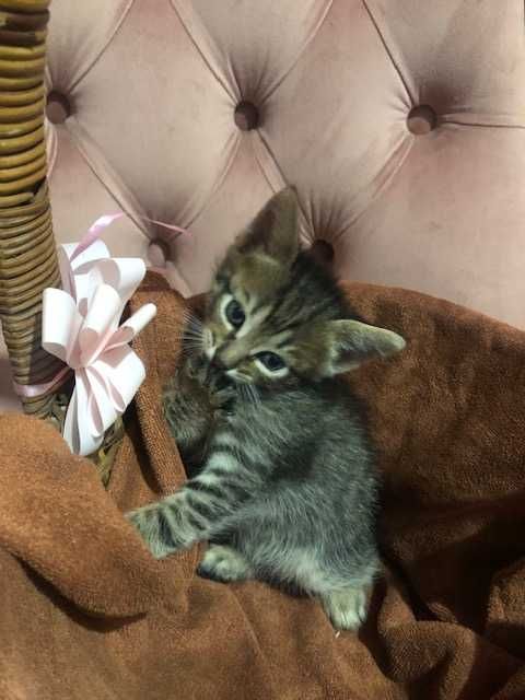 кошенячий бум! Кому рижиків?