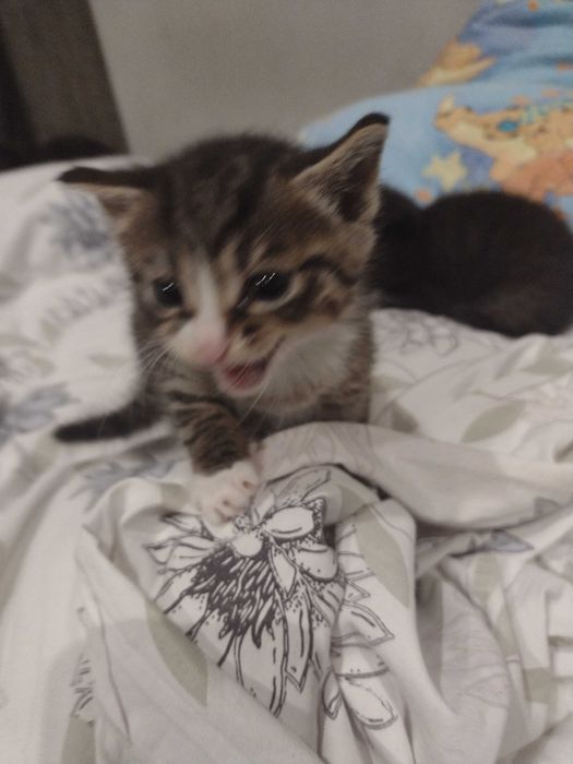 Oddam kotki w dobre ręce