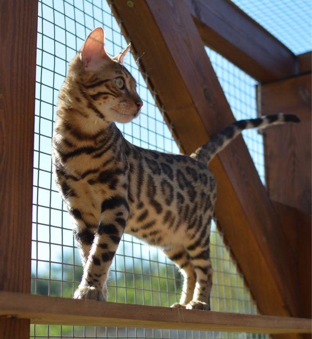 Kocurek Bengalski - Falco Facekot*PL