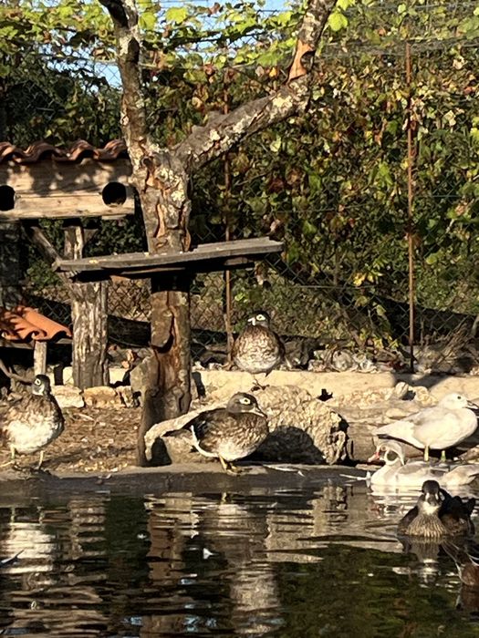 Patos ornamentais