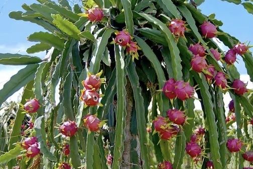 Pitaya vermelha em vaso com dois metros em produçao