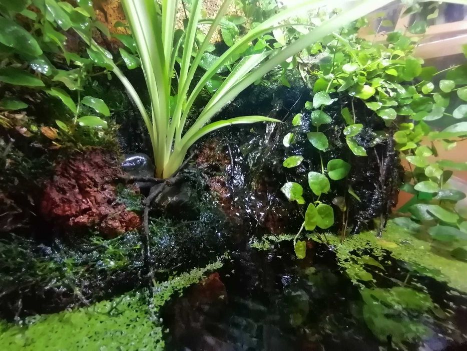 Fantástico Paludário Natural 40cm