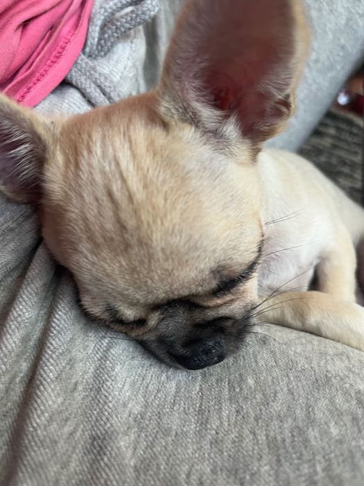 Песики в люблячу родину