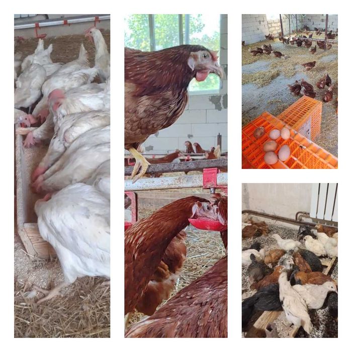 Продам кури несушки! Доставка безкоштовна. Хорол!