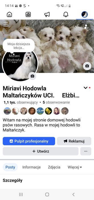 Maltańczyk sunia ZHPR UCI