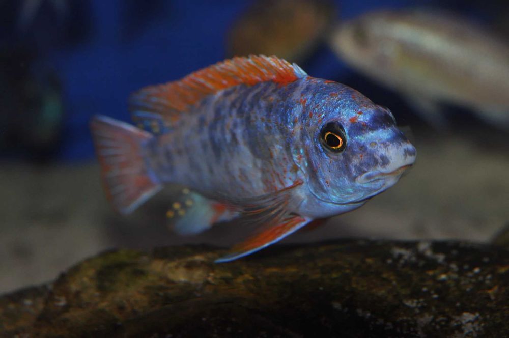 Labeotropheus Trewavasae Marmolade Cat, pyszczaki, Malawi, wysyłka