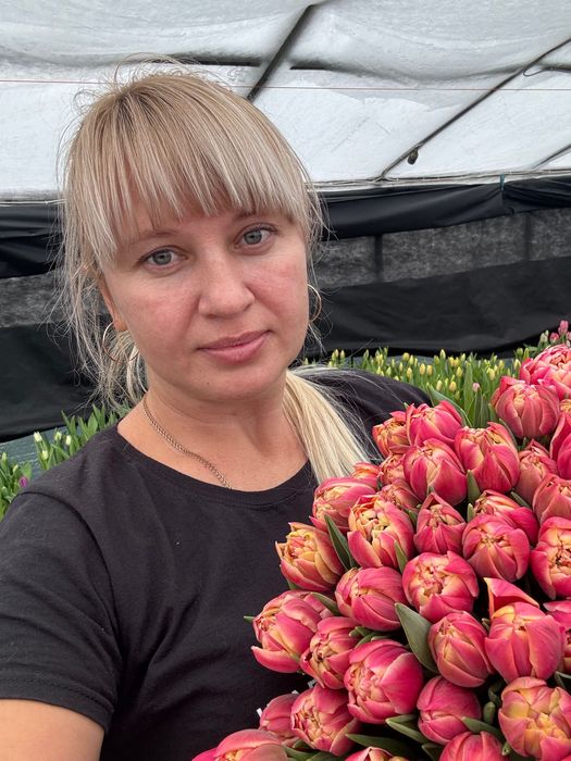 Тюльпани опт до 8 березня