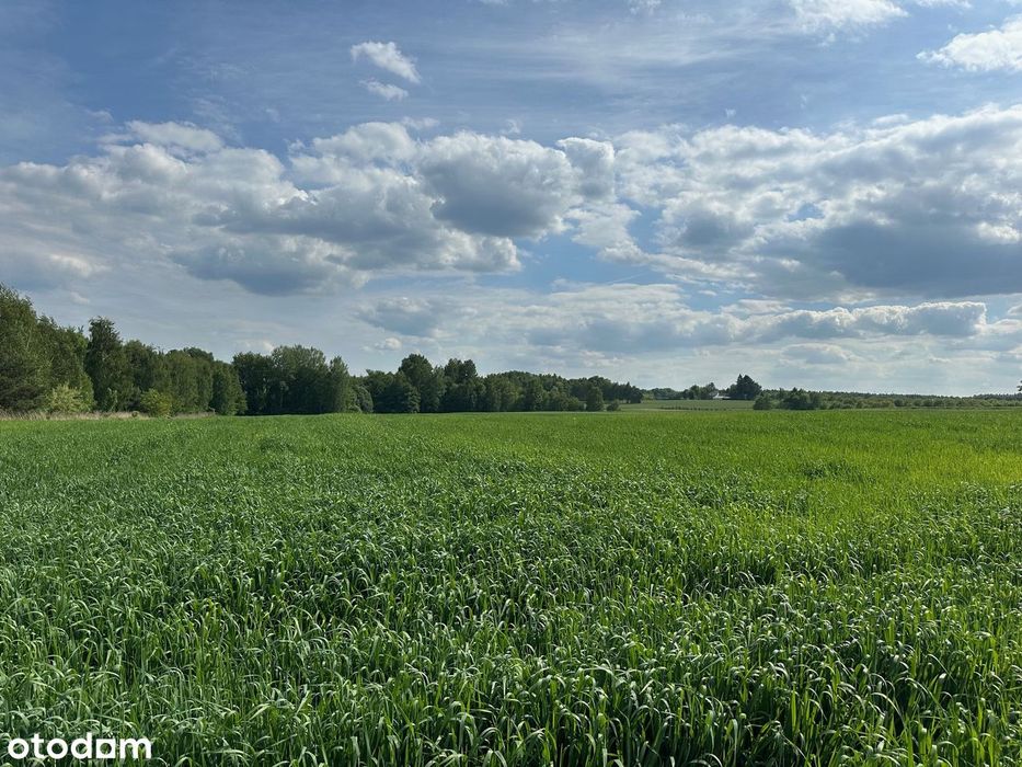 Piękna słoneczna działka budowlana na wzgórzu WZ k. Staszów - Widok 4