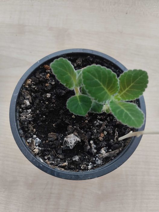 Глоксинія фіолетова срочно