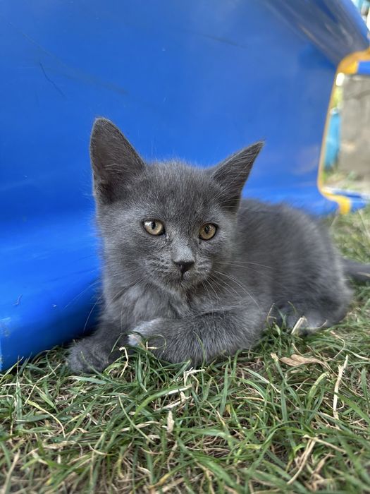 Ласкаві кошенята