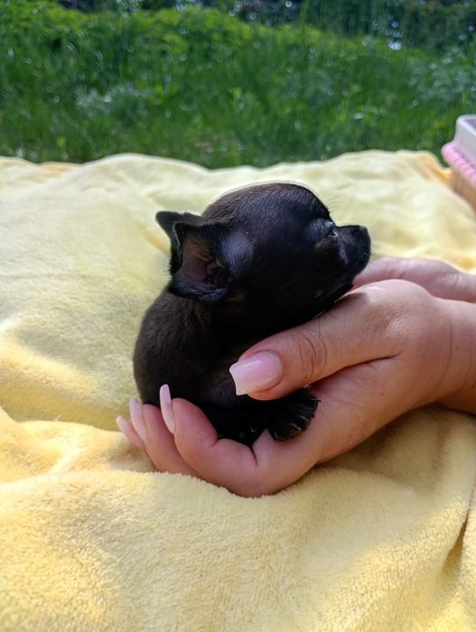 Cudowna suczka chihuahua