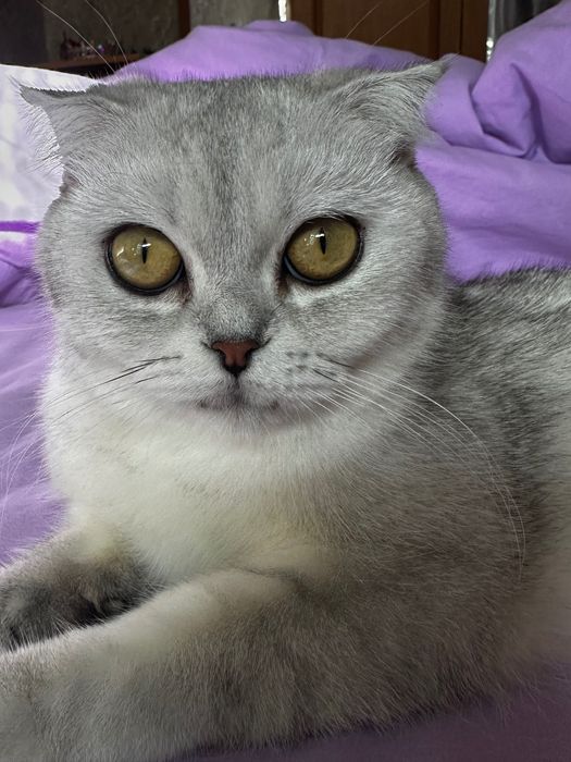Шотландські кошенята скотіш фолд срібна шиншила