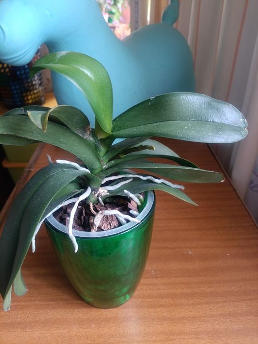 Орхидеи. Фаленопсиса.