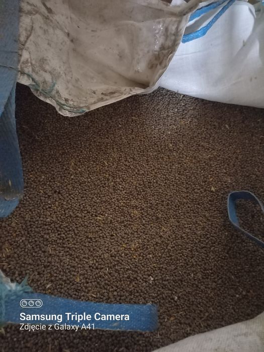 Łubin niebieski wąskolistny