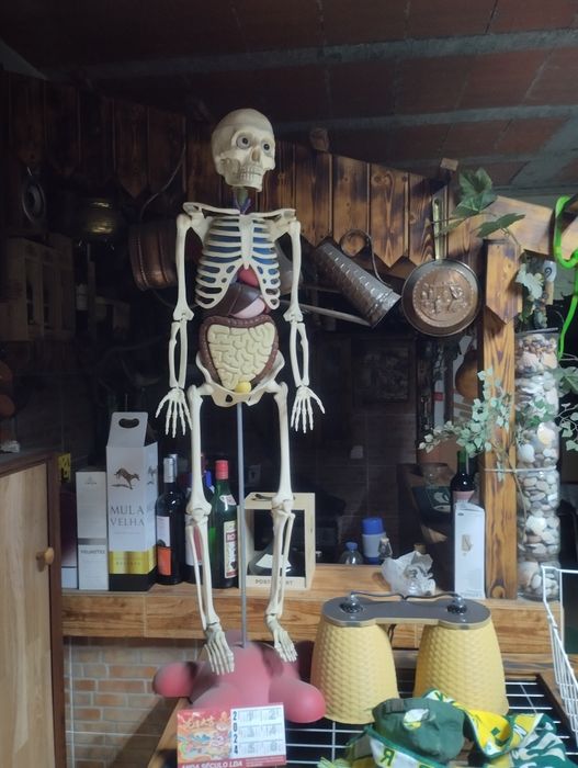 Vendo por não me ser útil, esqueleto do corpo humano com 110cm