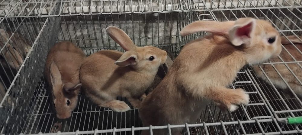 Coelhos para mudar de casa