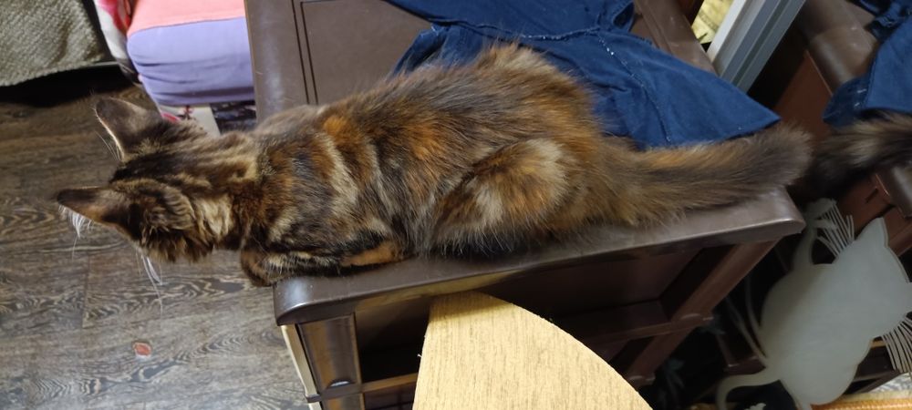 Котята Мейн-куна  Харьков