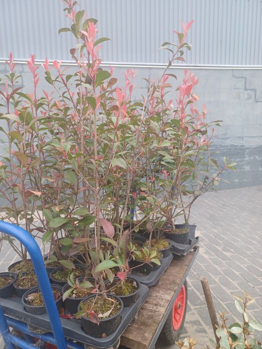 Fotinia carre rouge 4€