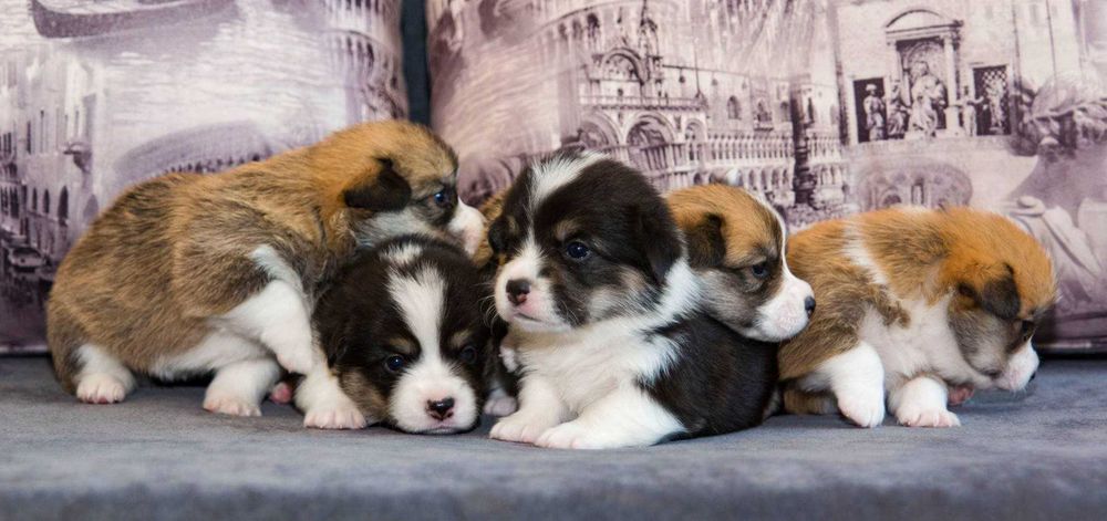 Welsh Corgi Pembroke, po prostu słodziaki!