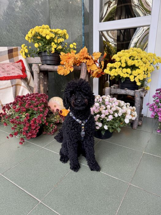 Міні-пудель шукає наречену. Вʼязка.