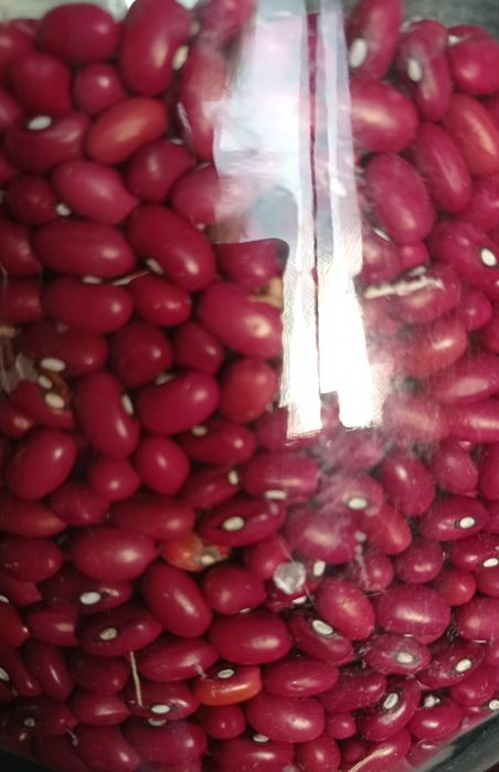 Продам квасолю п'яти сортів,врожай 2023 року