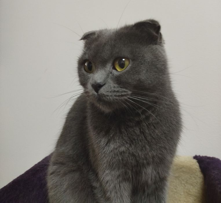 Шотландська весловуха кішка