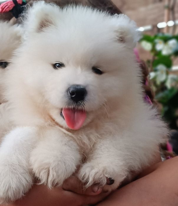 Samoyed FCI / Zkwp  ostatnia suczka
