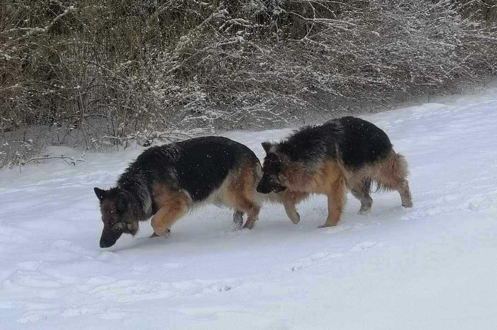 Zagineły 21 Grudnia 2022 w Łomży Drozdowo prosze o udostepnidnie