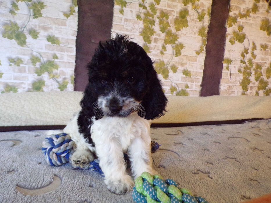 Cockapoo F1 , prześliczna, unikalna  sunia biało/ czarna, maleńka