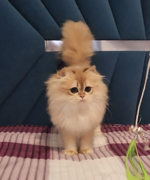 Шотландський Хлопчик 3, 5 місяці