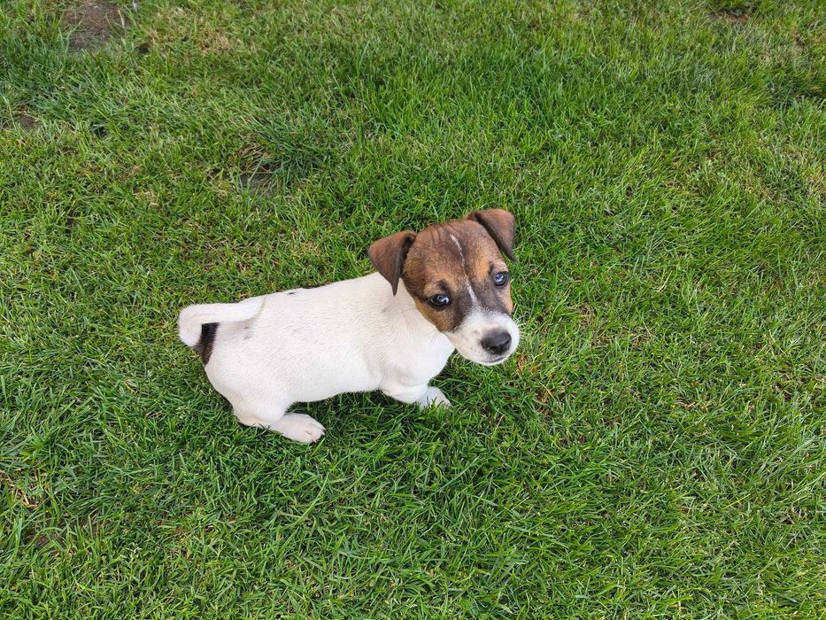 Jack Russell Terrier Suczka