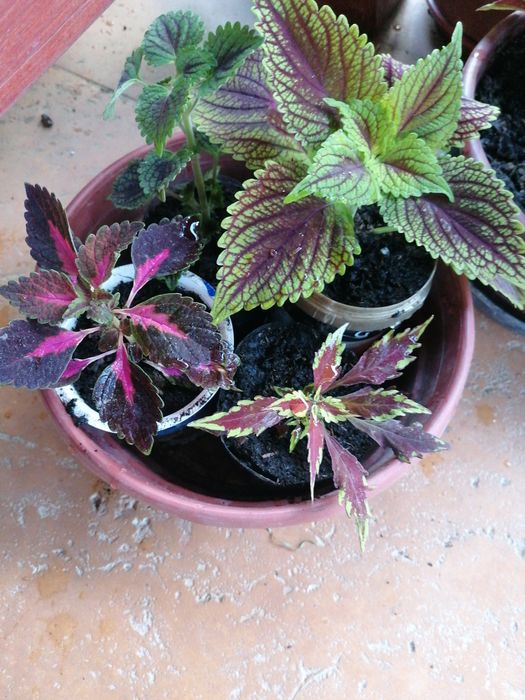 Cztery różne pokrzywki