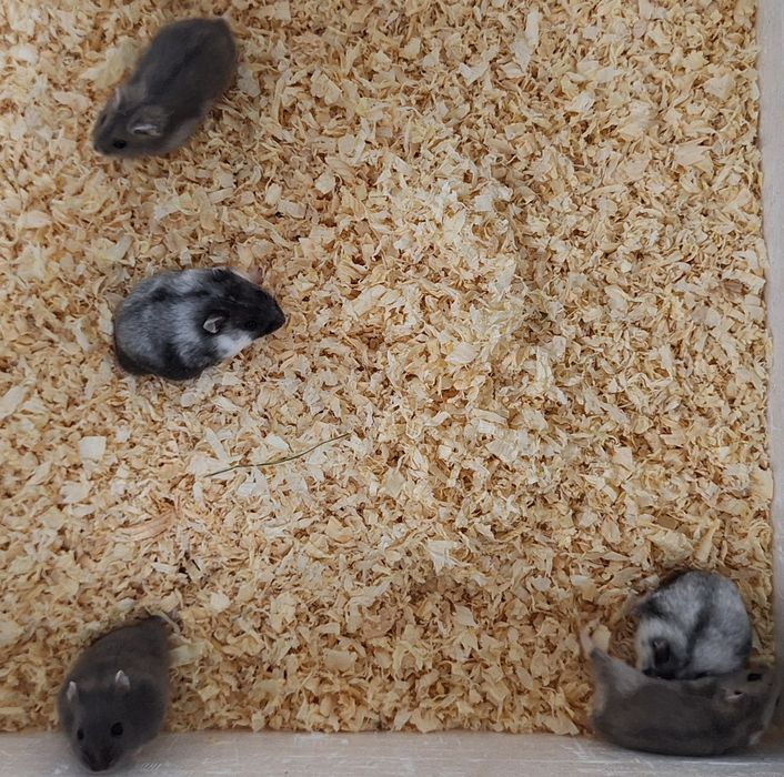 Chomiki dżungarskie