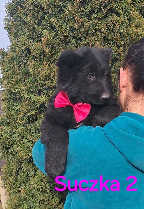 Owczarek niemiecki suczka