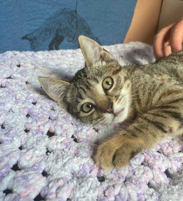 Кошеня Котенок ТЕРМІНОВО