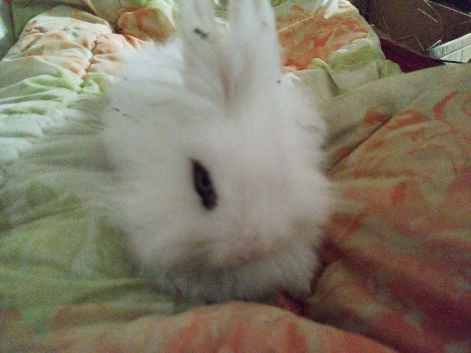 Miniatury króliczków Angora, Karzełek Tedy