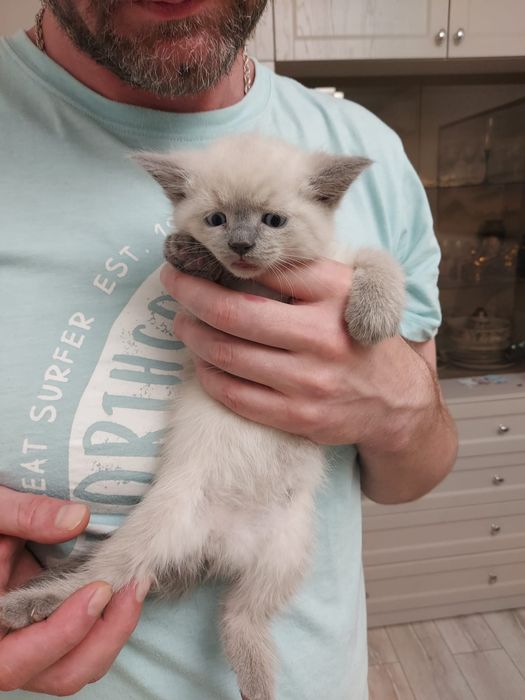 Продам вислоухих котят