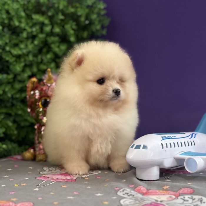 лялькова дівчинка тип ведмедика