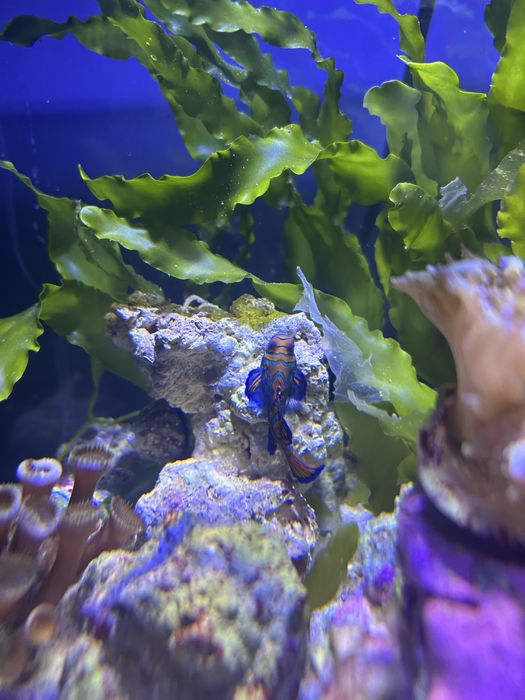 Peixe Mandarim (Synchiropus splendidus) – Cores Vibrantes