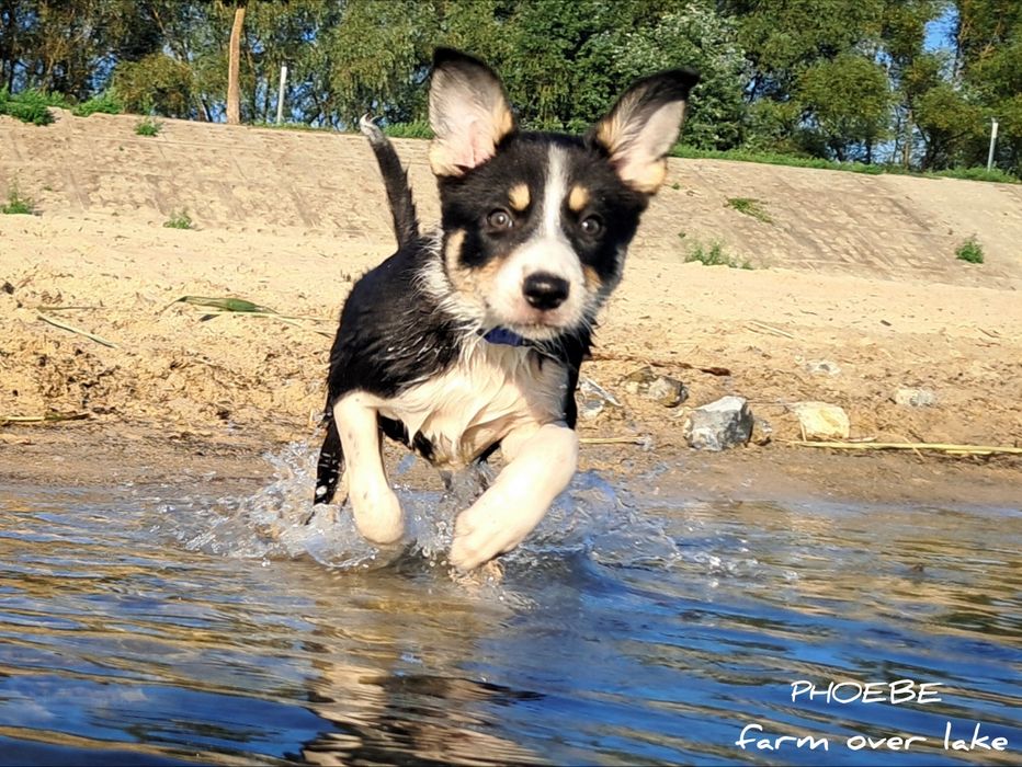 Suczka Border collie krótkowłosa ZKwP FCI