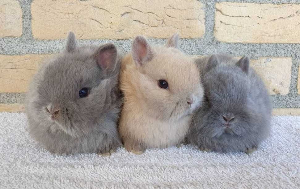 KIT Coelhos anões angorá, holandês mini e teddy lindíssimos