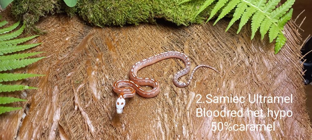 Wąż zbożowy. Tessera.  Ame.l Ultrame.l Bloodred. Młode