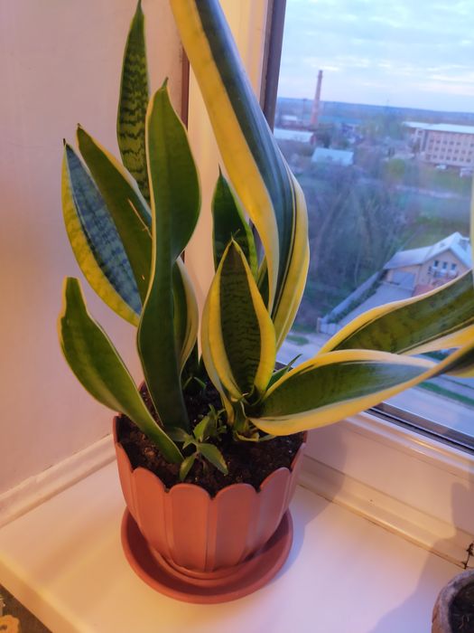 Вазон Сансев'єра