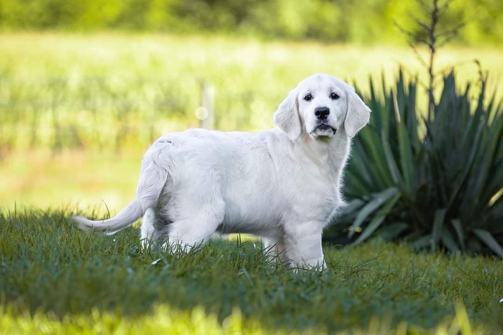 Golden Retriever FCI ZKwP