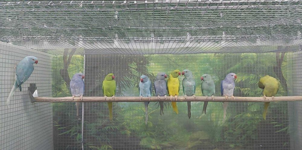 Ringnecks  disponiveis