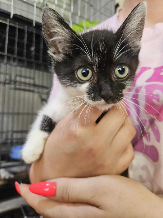 Красунчик котик в добрі руки